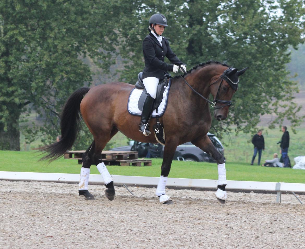 Dansk Varmblod Londondiary billede 1