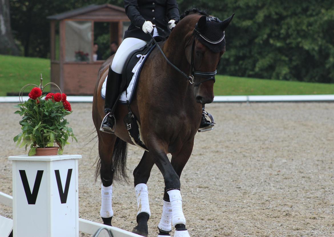 Dansk Varmblod Londondiary billede 17