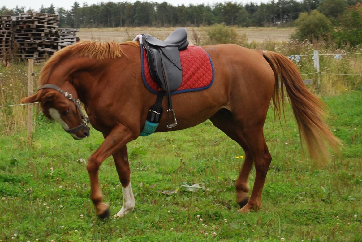 Anden særlig race Fly high billede 15