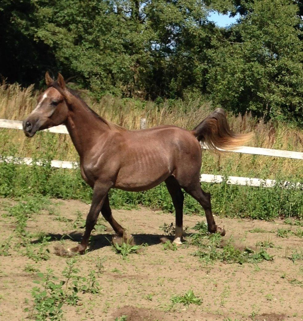 Arabisk fuldblod (OX) Taleb Zameel Ibn Finally billede 14