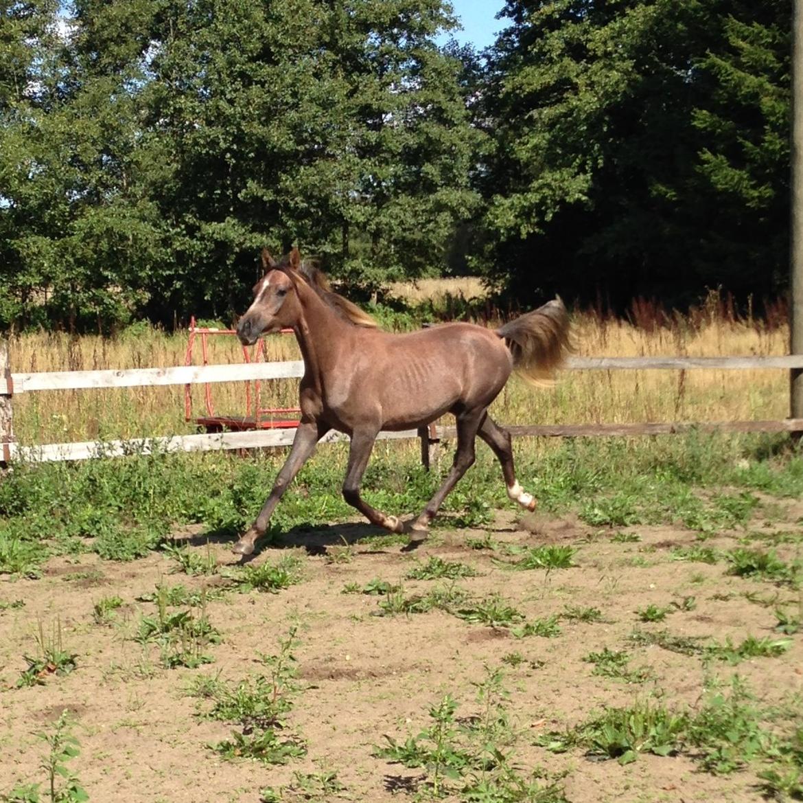 Arabisk fuldblod (OX) Taleb Zameel Ibn Finally billede 15