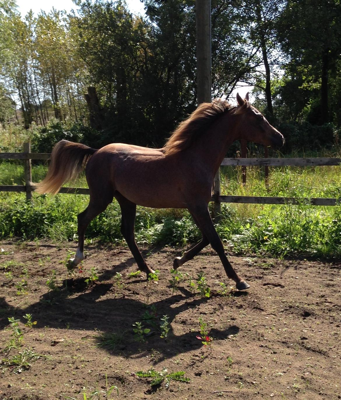 Arabisk fuldblod (OX) Taleb Zameel Ibn Finally billede 16