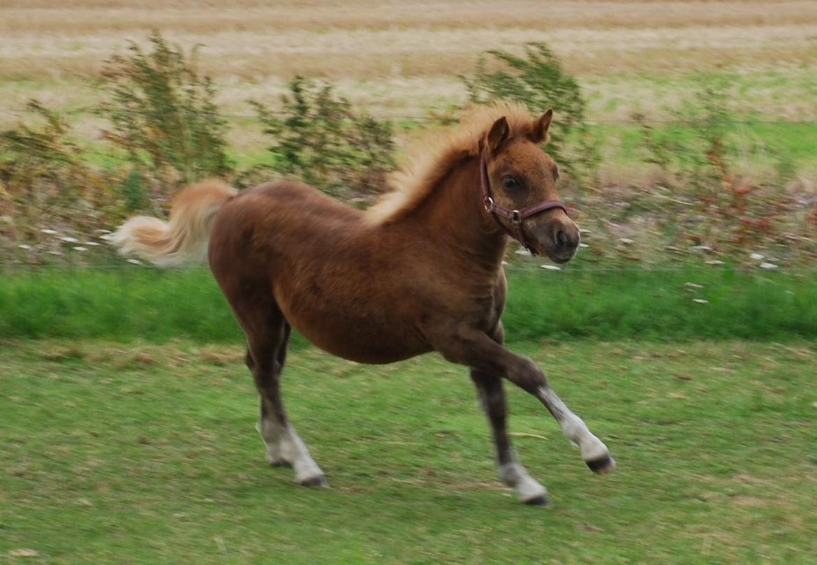 Shetlænder sweet Surprise billede 11