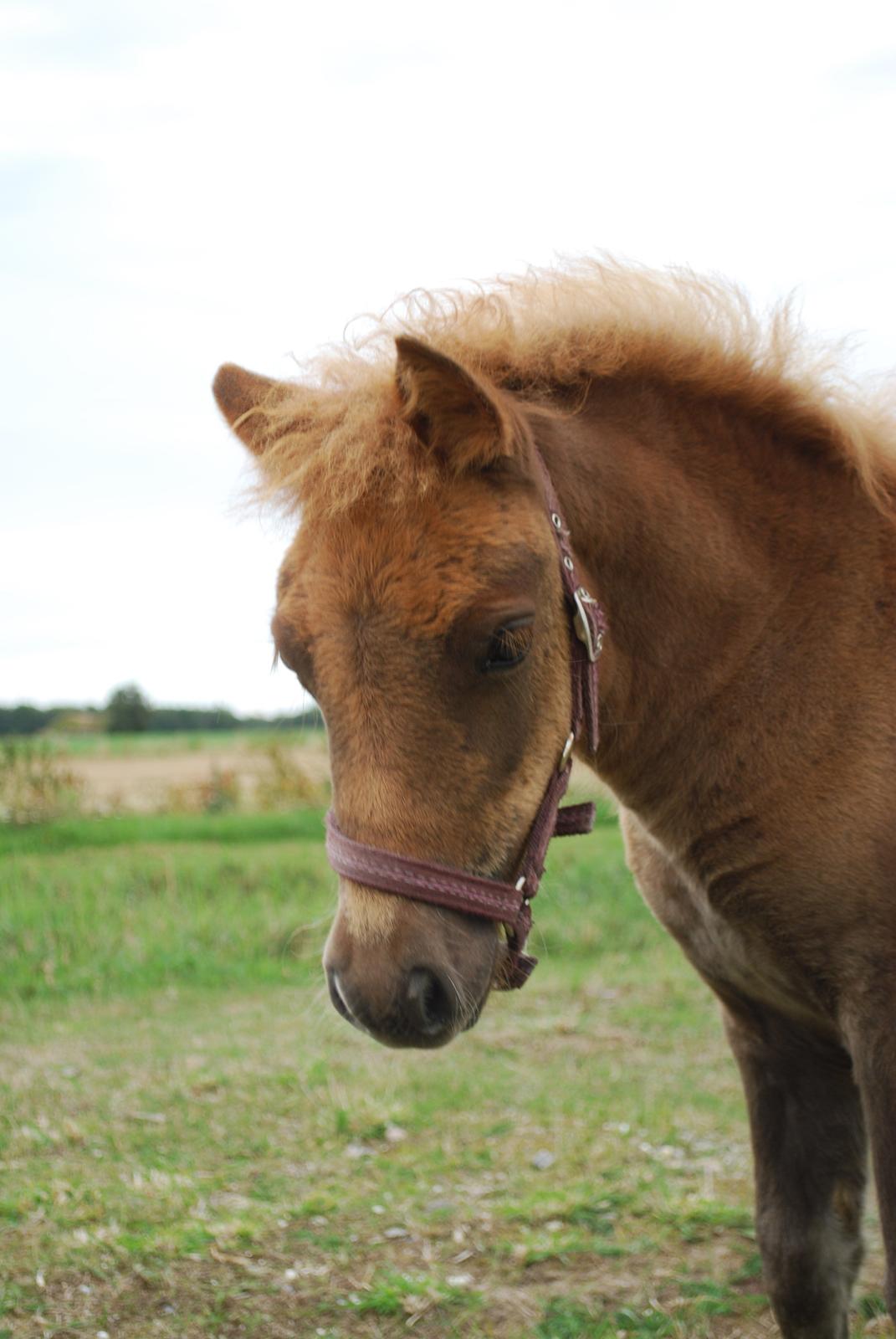 Shetlænder sweet Surprise billede 2