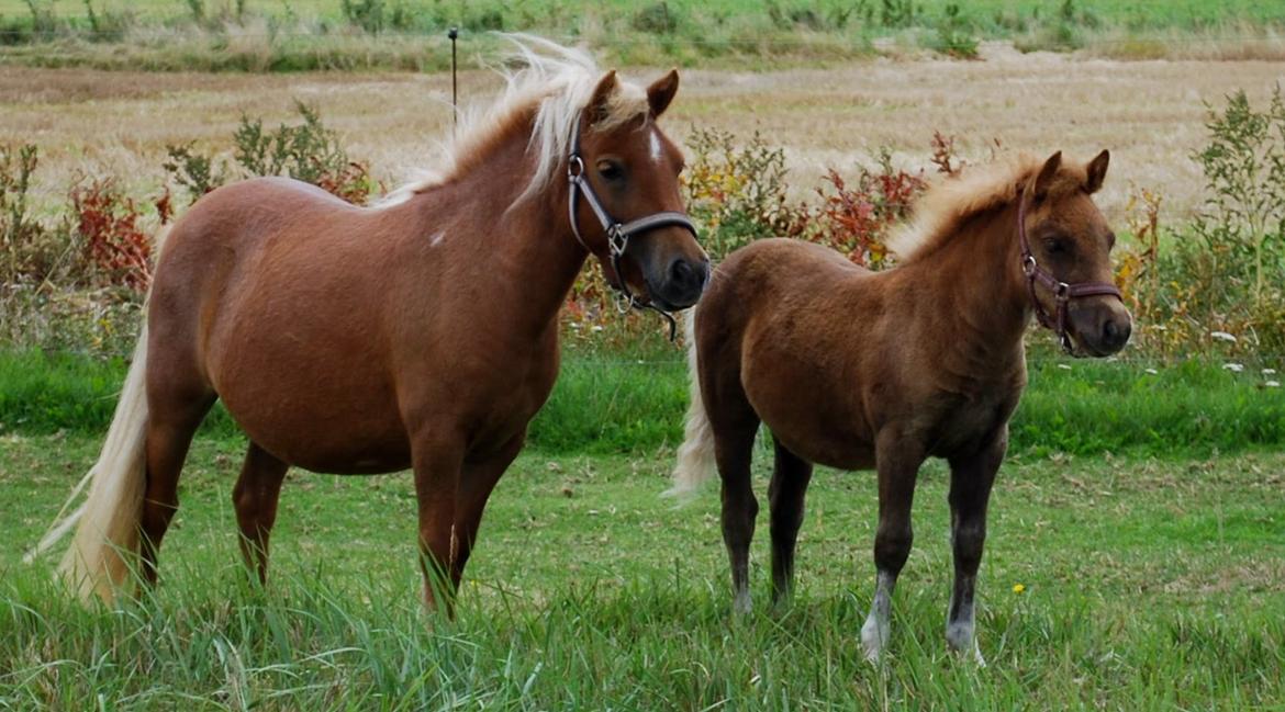 Shetlænder sweet Surprise billede 10