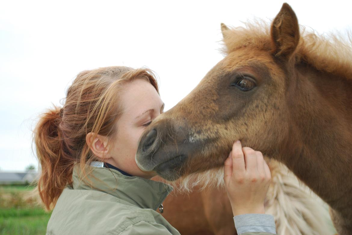 Shetlænder sweet Surprise billede 14