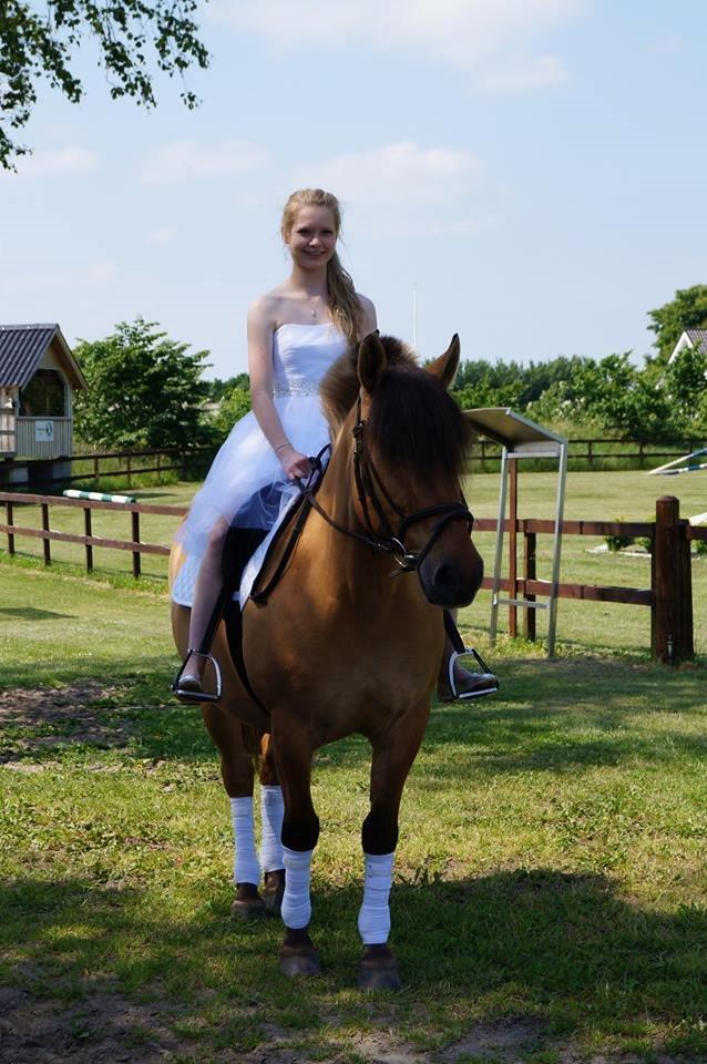 Anden særlig race Joker AKA Jokke billede 10