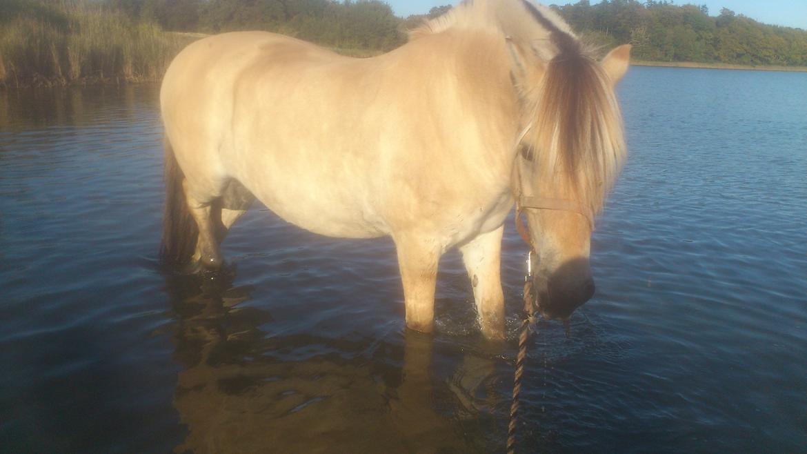 Fjordhest Sebastian - Gå tur til vandet :) billede 6