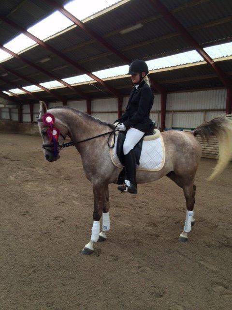 Arabisk fuldblod (OX) Badi Al Zaman billede 9