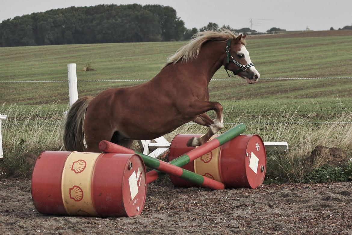 Welsh Mountain (sec A) Ceulan Romany billede 34