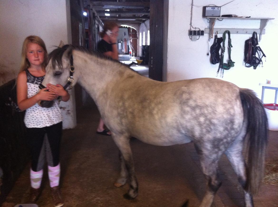 Welsh Pony af Cob-type (sec C) Aristocat (rillo)  billede 1