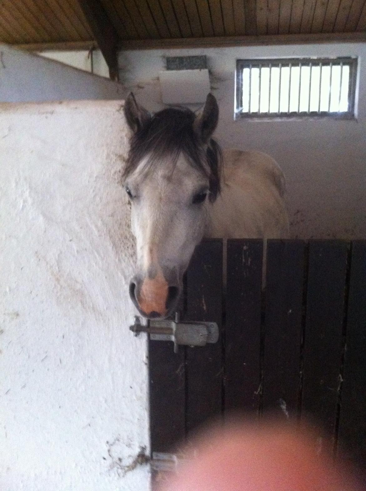 Welsh Pony af Cob-type (sec C) Aristocat (rillo)  billede 2