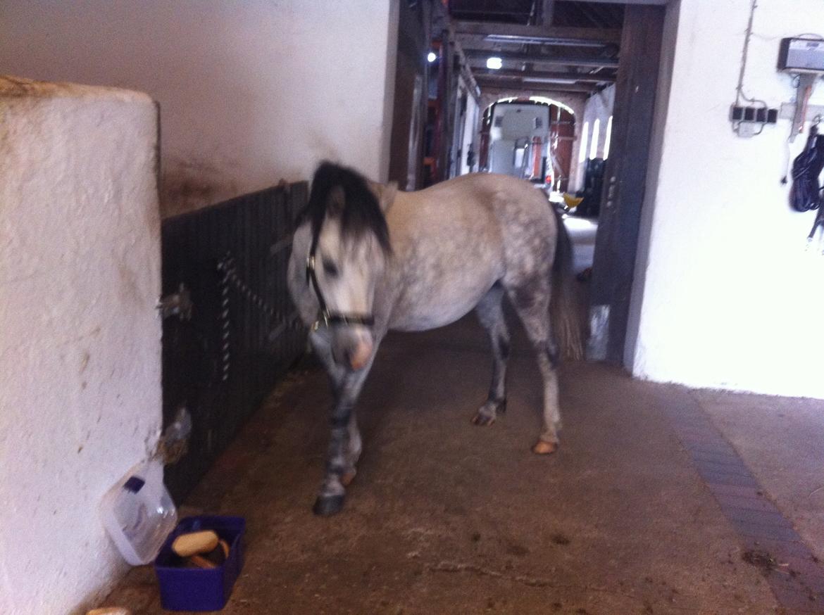 Welsh Pony af Cob-type (sec C) Aristocat (rillo)  billede 5