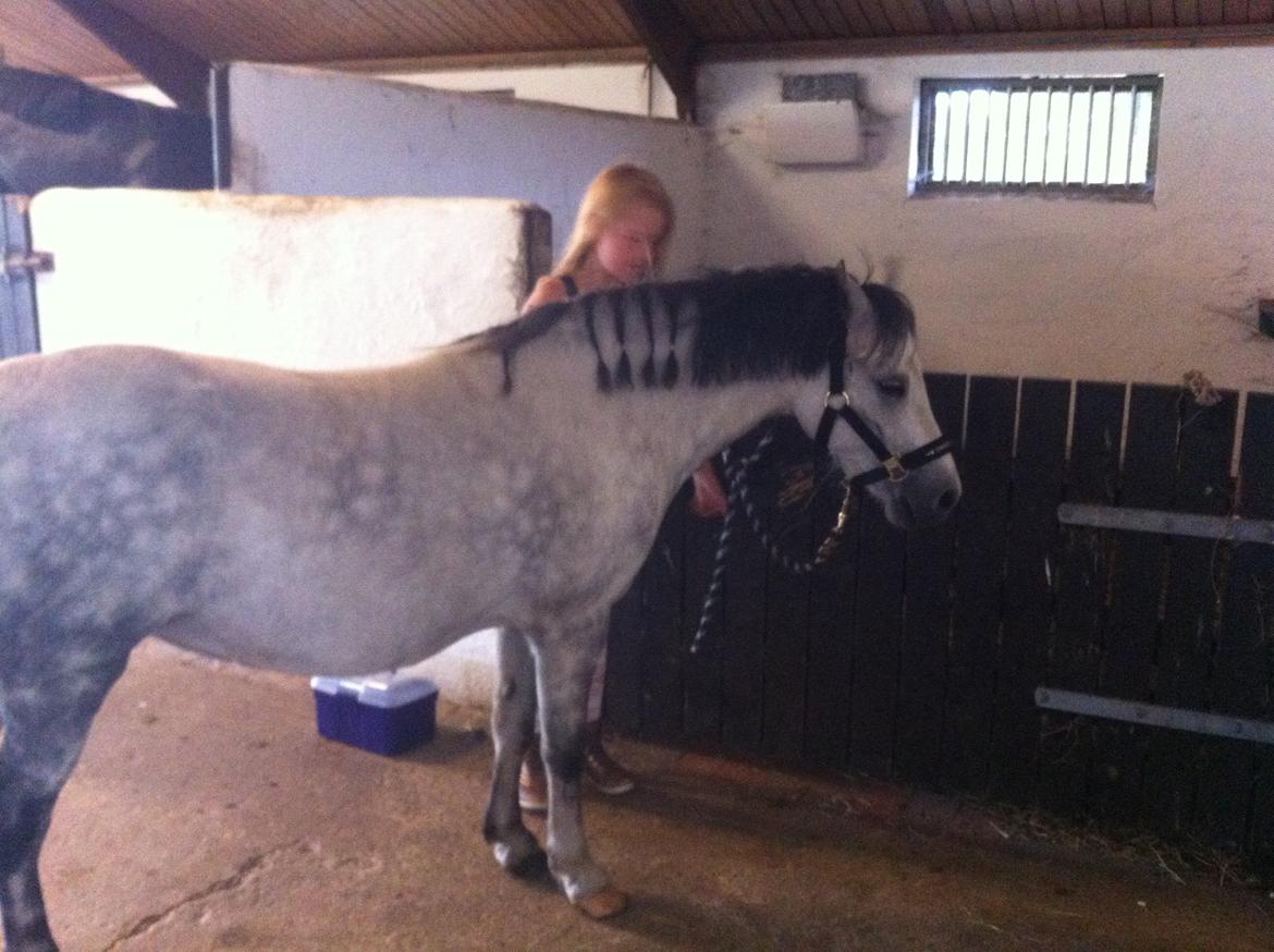 Welsh Pony af Cob-type (sec C) Aristocat (rillo)  billede 4