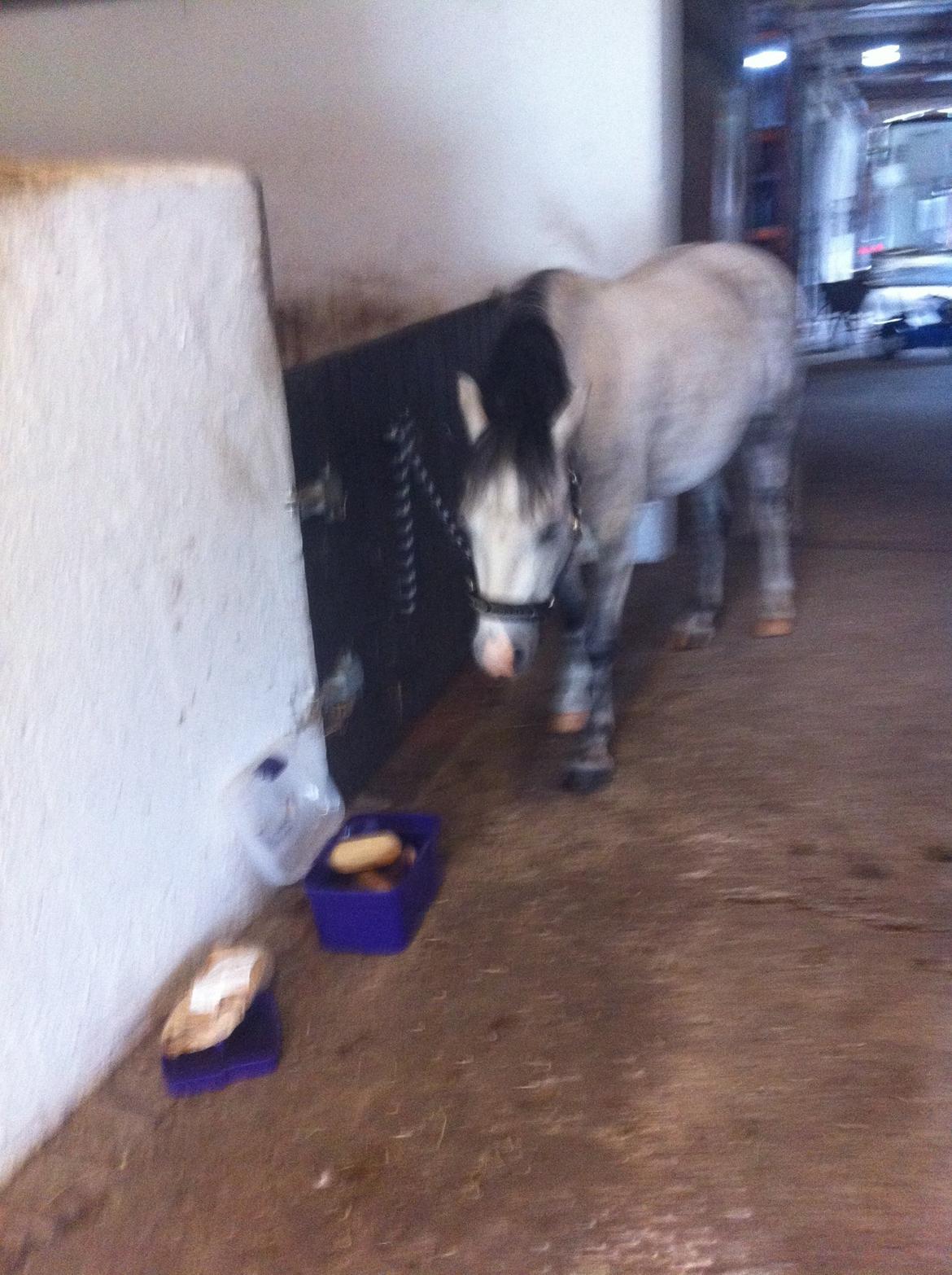 Welsh Pony af Cob-type (sec C) Aristocat (rillo)  billede 6