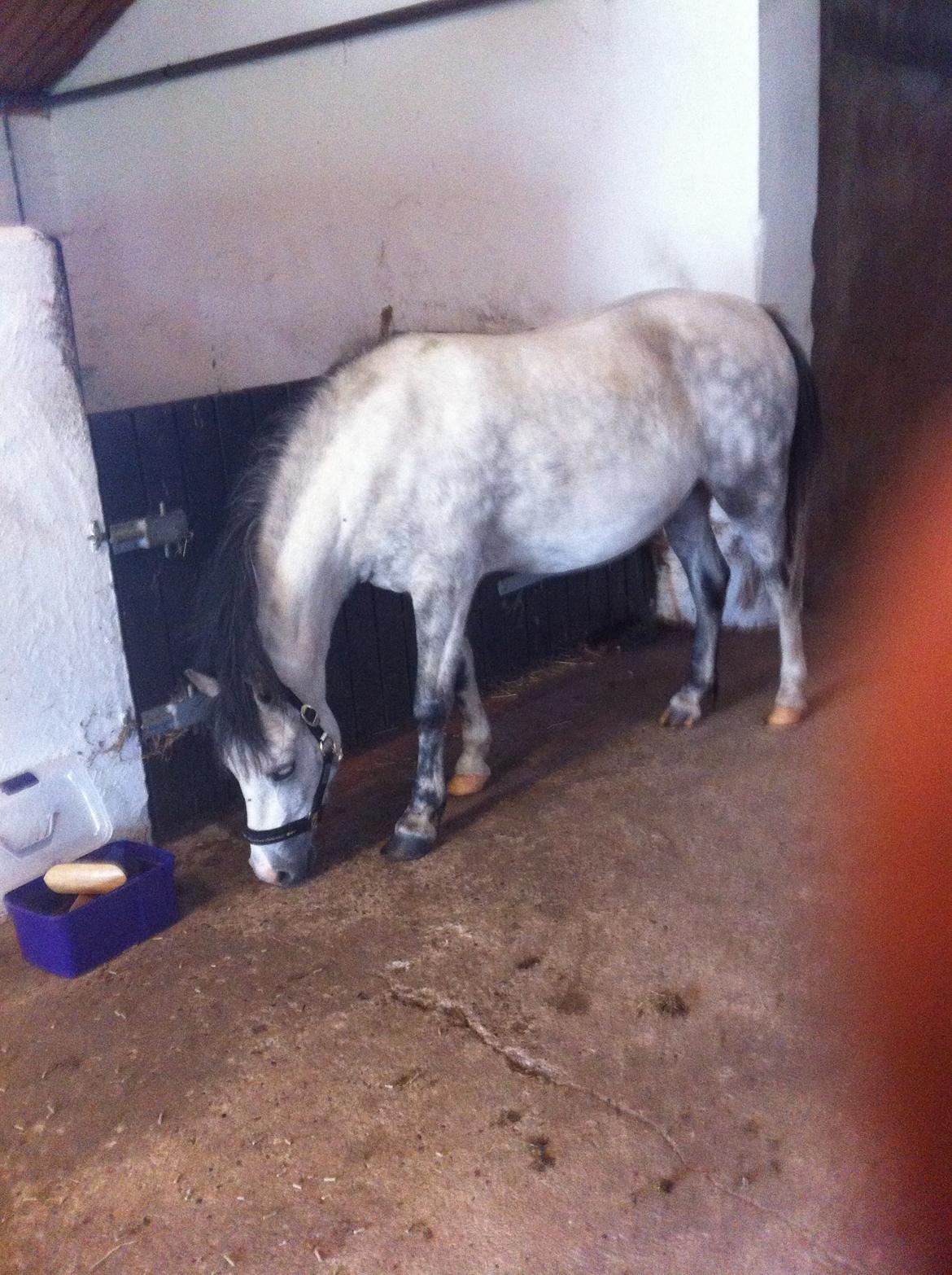 Welsh Pony af Cob-type (sec C) Aristocat (rillo)  billede 7
