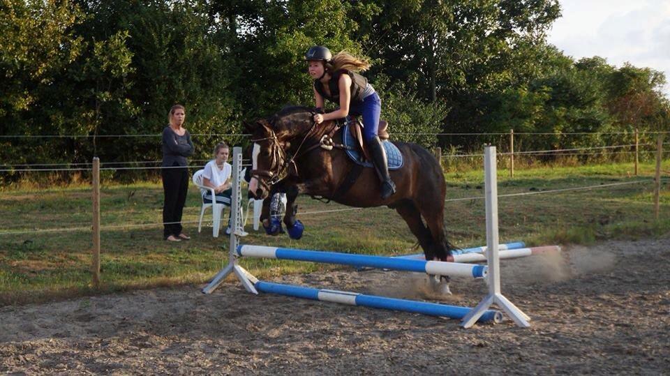 New Forest Sjølunds Tornado! billede 16