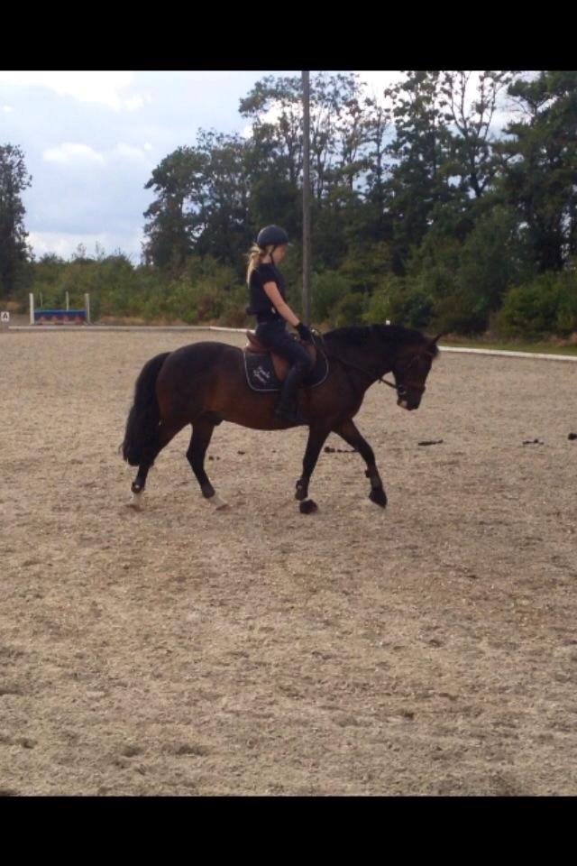 New Forest Sjølunds Tornado! billede 24