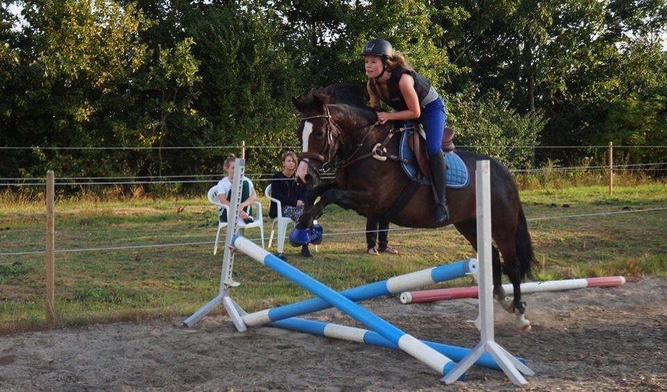 New Forest Sjølunds Tornado! billede 18