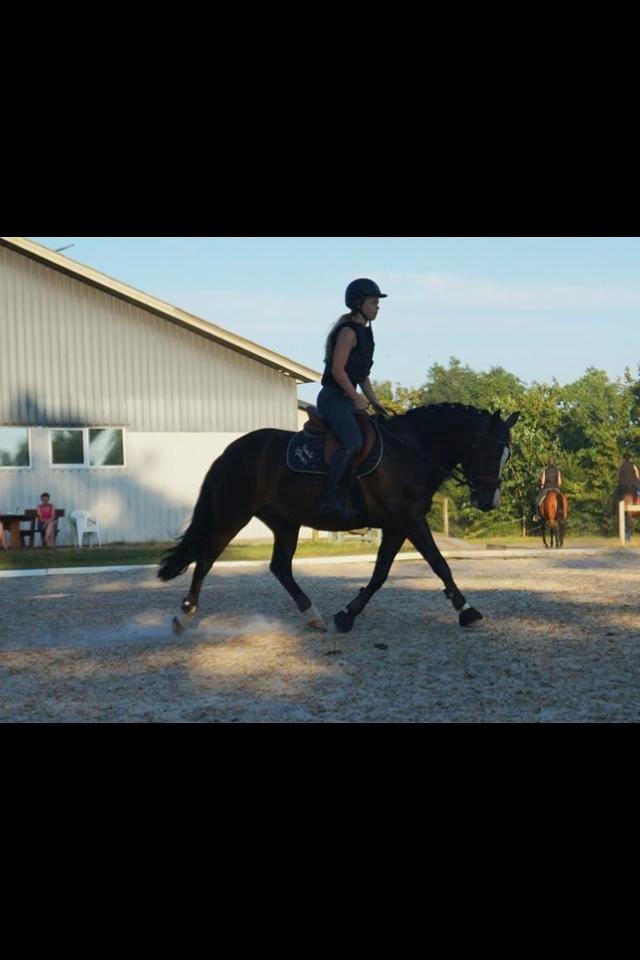 New Forest Sjølunds Tornado! billede 23