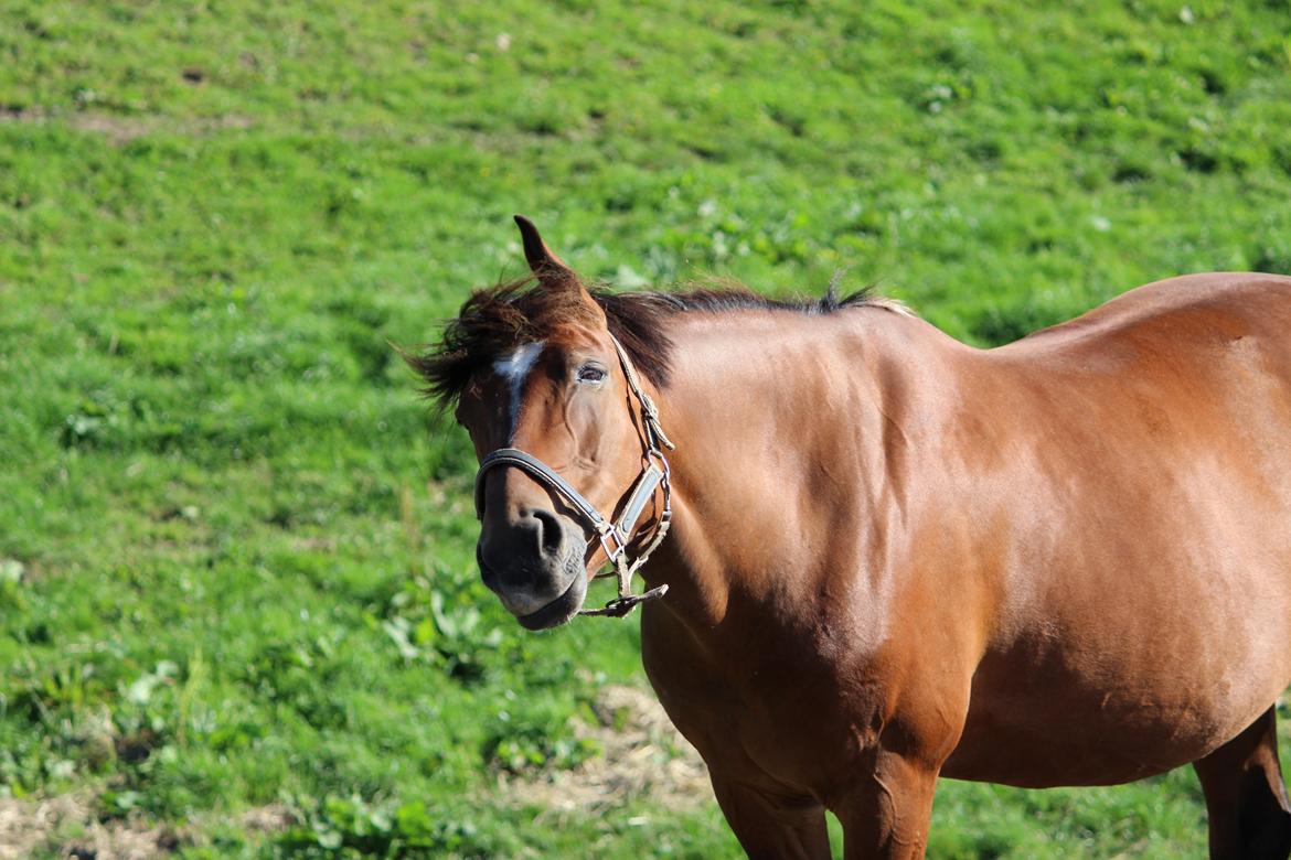 Dansk Varmblod Lacugo's Lady Sazet billede 18