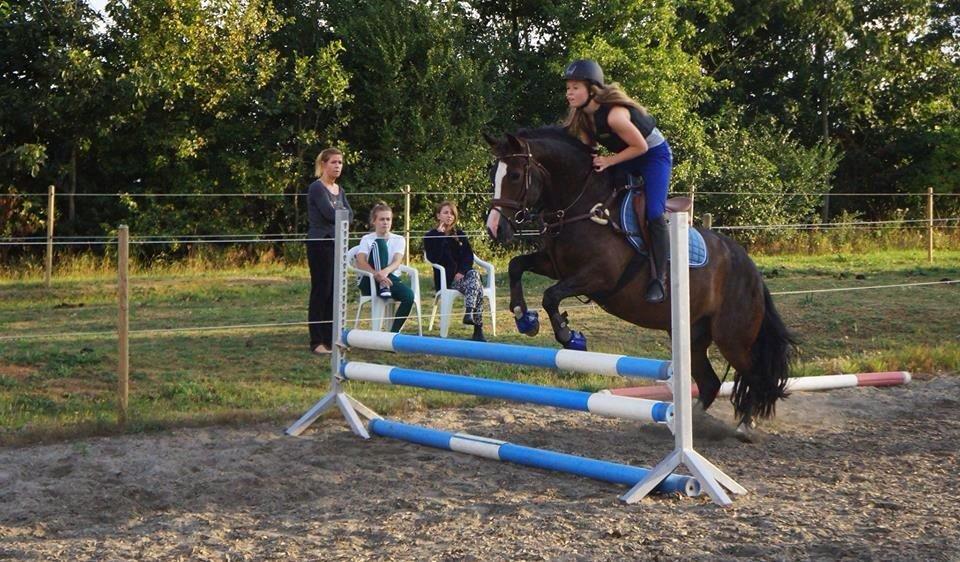 New Forest Sjølunds Tornado! billede 14