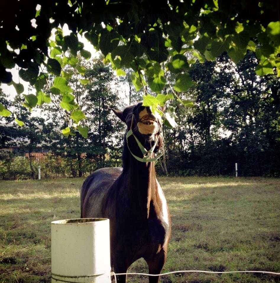 New Forest Sjølunds Tornado! billede 33