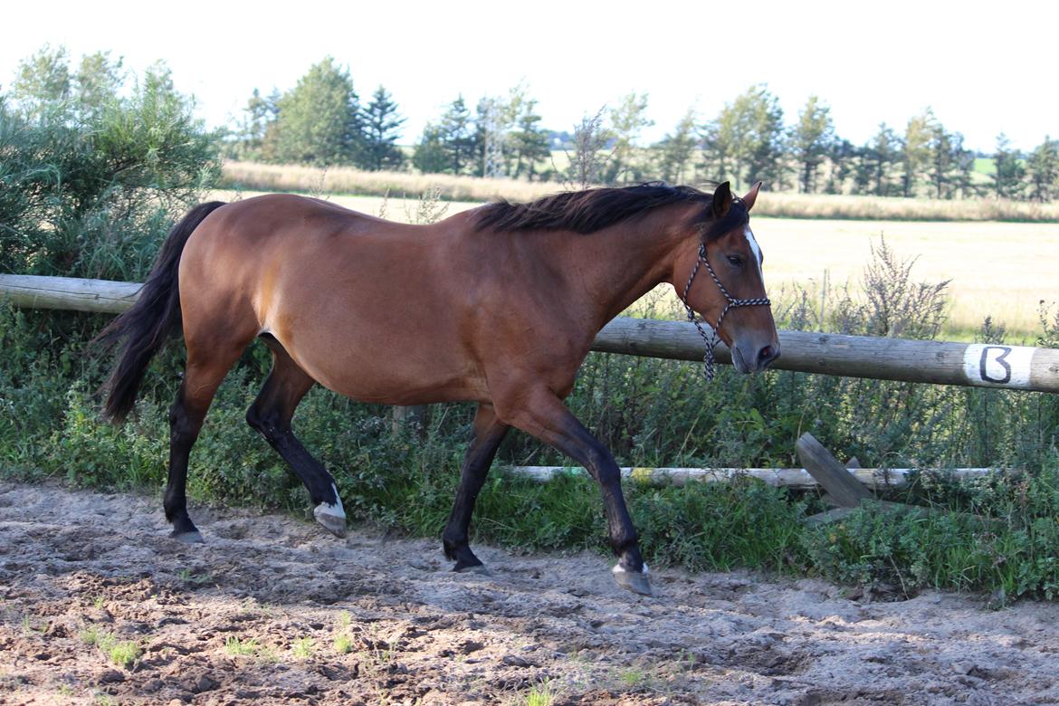 Dansk Varmblod Lacugo's Lady Sazet billede 11