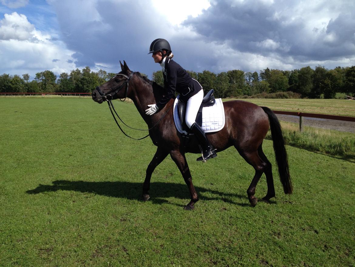 Welsh Pony af Cob-type (sec C) klarisa søblink - ,,Livet handler ikke om at finde en at leve med, men en man ikke kan leve uden'' <3 billede 9