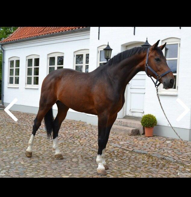 Holstener Connery billede 5