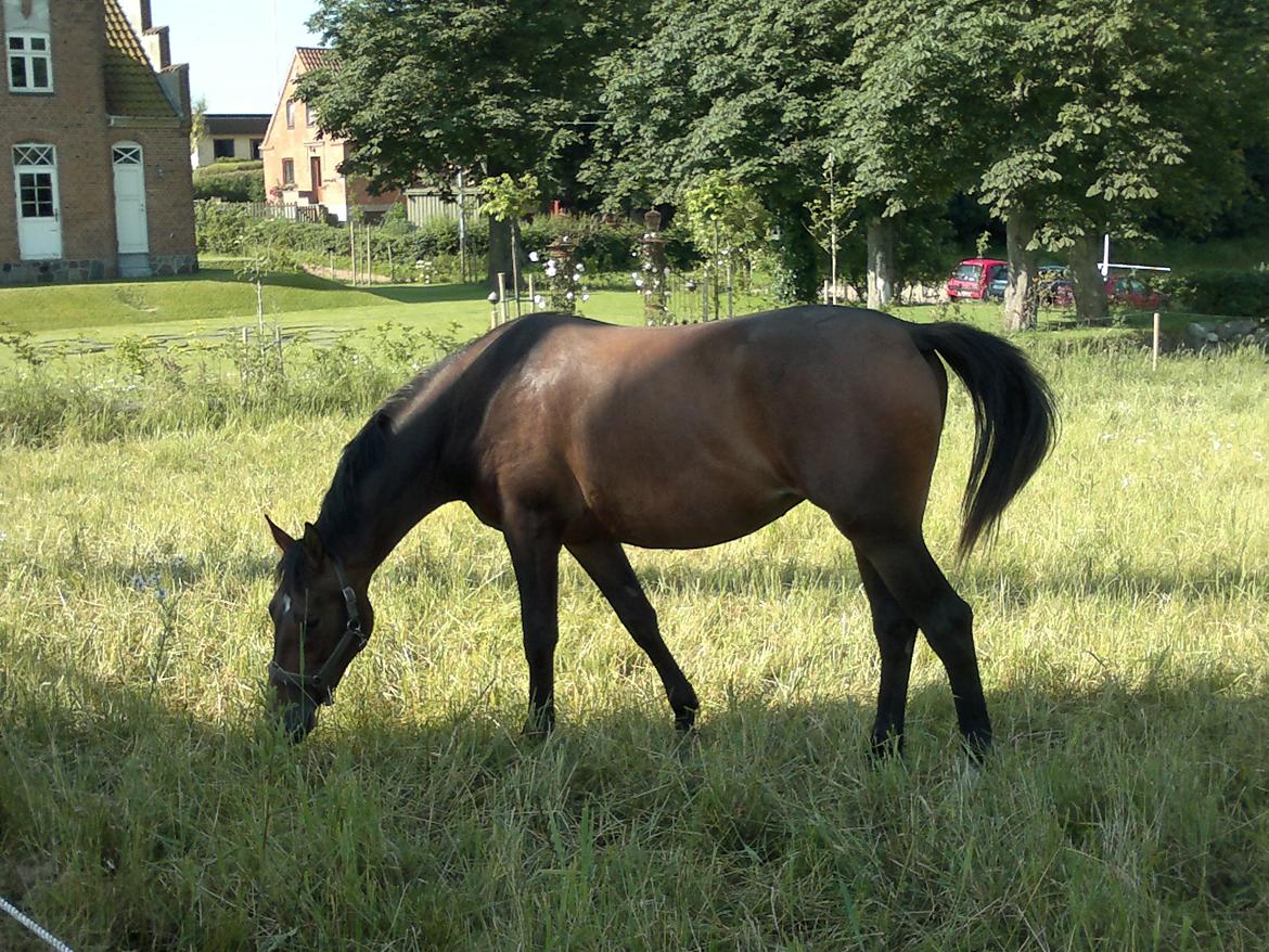 Anden særlig race Cantona af Højvang - Dagen efter jeg hentede hende <3 billede 4