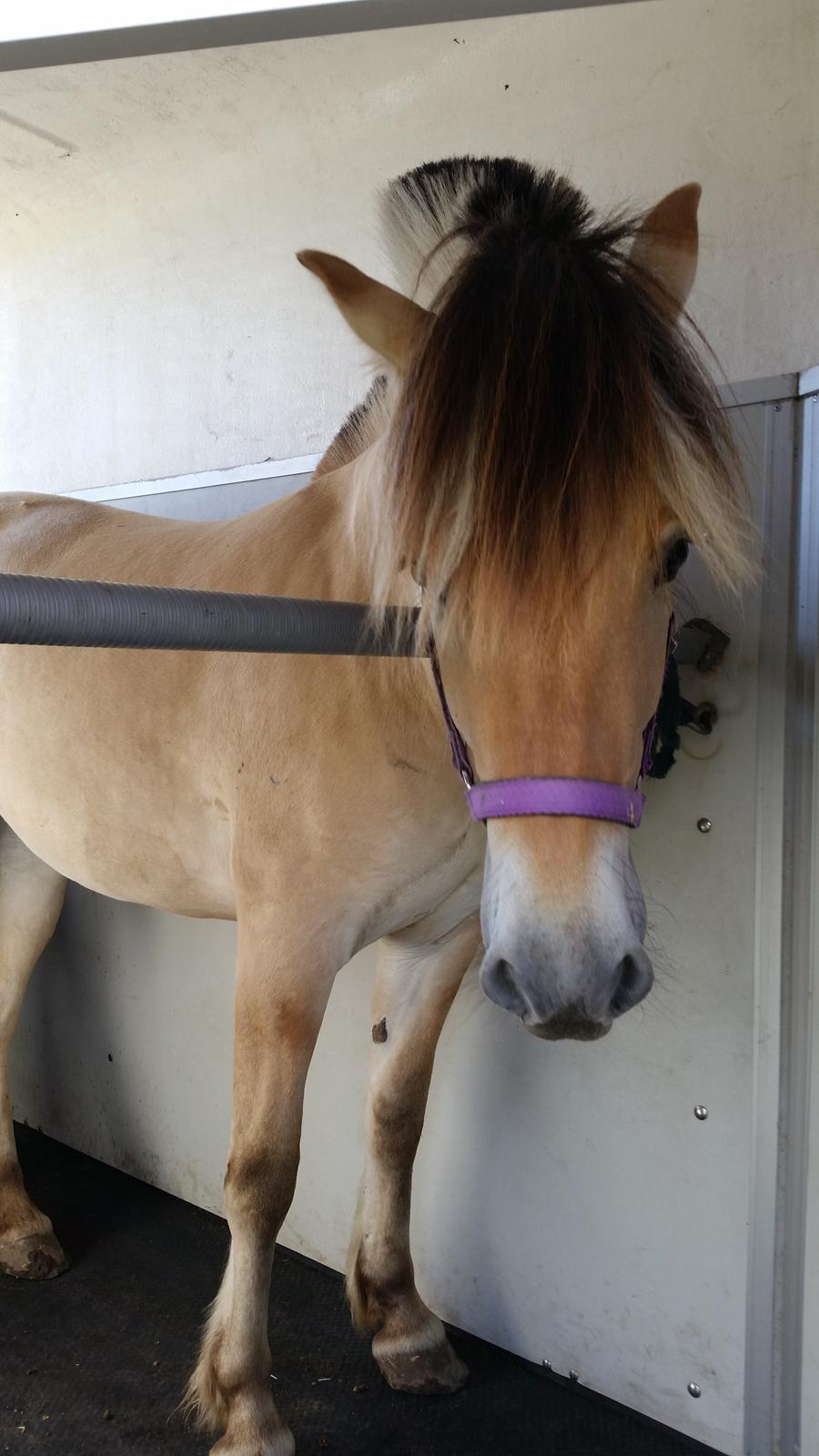 Fjordhest Curious just like me *Smilla* - Da smilla stod i traileren mod Kettinge :)  billede 7