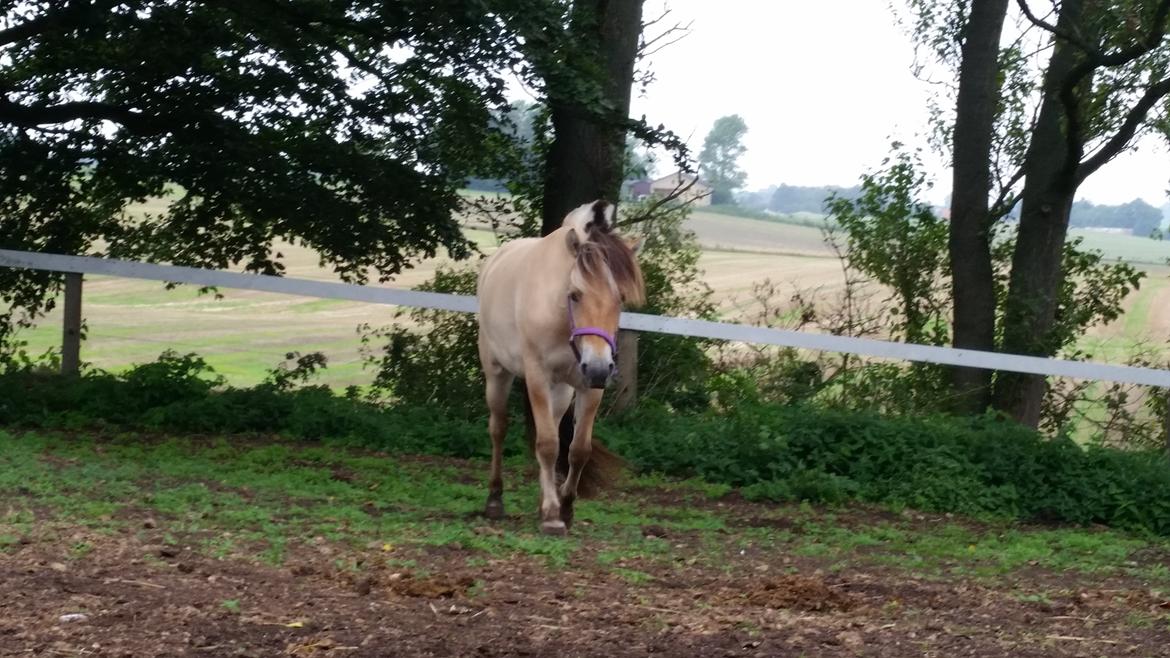Fjordhest Curious just like me *Smilla* - d. 30/08-14 billede 2