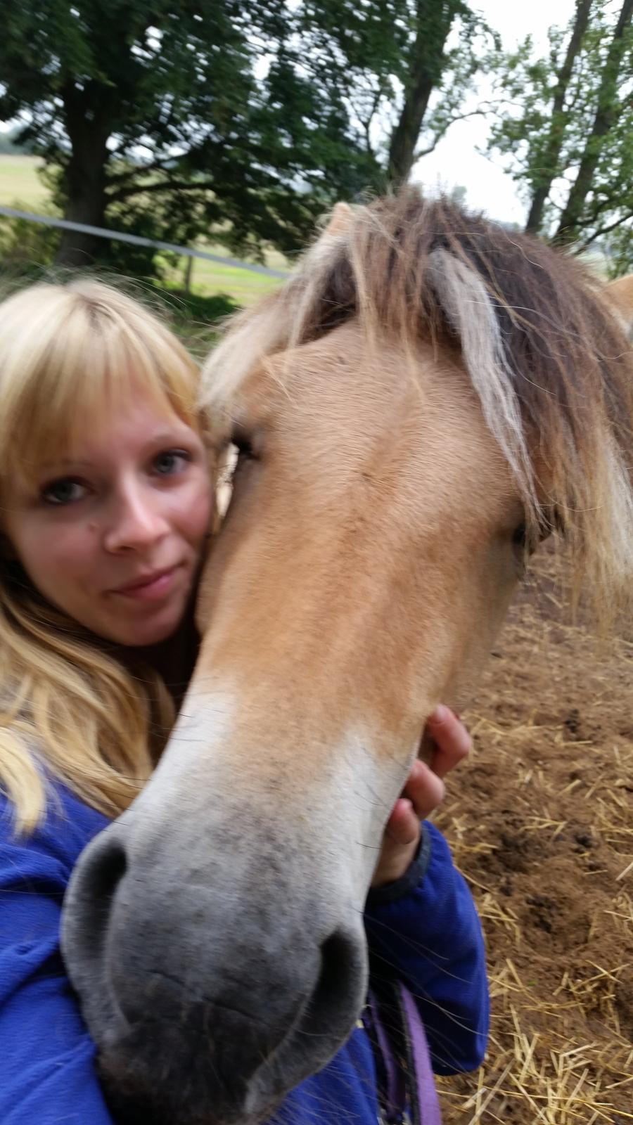 Fjordhest Curious just like me *Smilla* - Love <3 billede 3