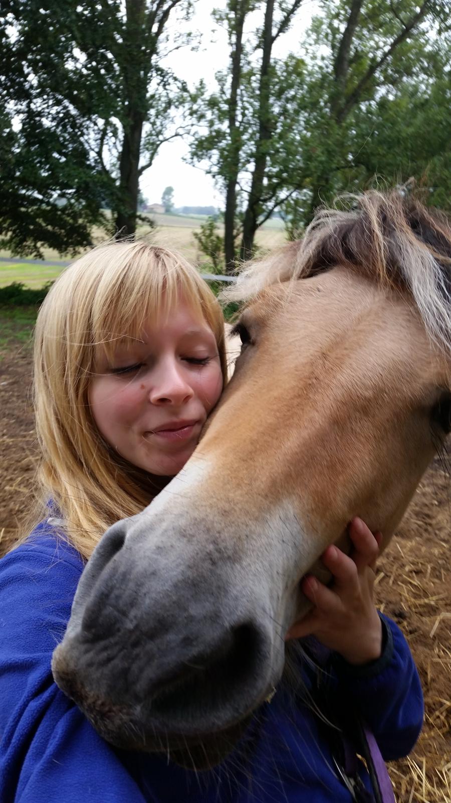 Fjordhest Curious just like me *Smilla* billede 4