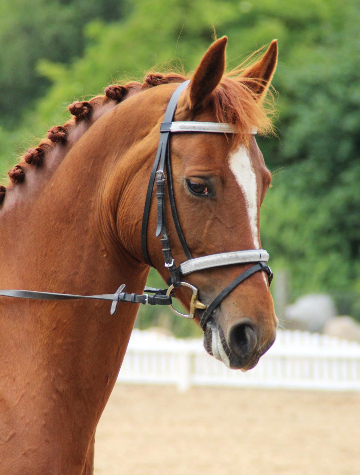 Dansk Varmblod Limone - Odsherred Rideklub, juli 2014 billede 3