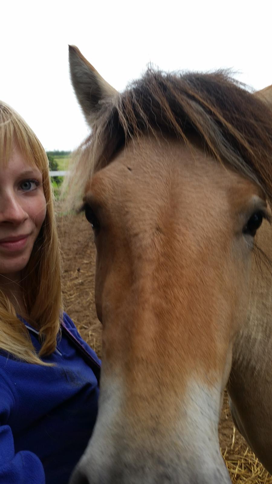 Fjordhest Curious just like me *Smilla* - Velkommen til Smillas profil :)  billede 1