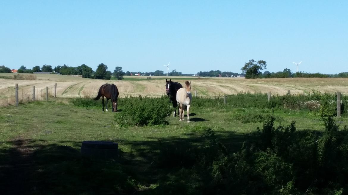 Fjordhest Curious just like me *Smilla* - Dagen efter hun kom til Kettinge :)  billede 6