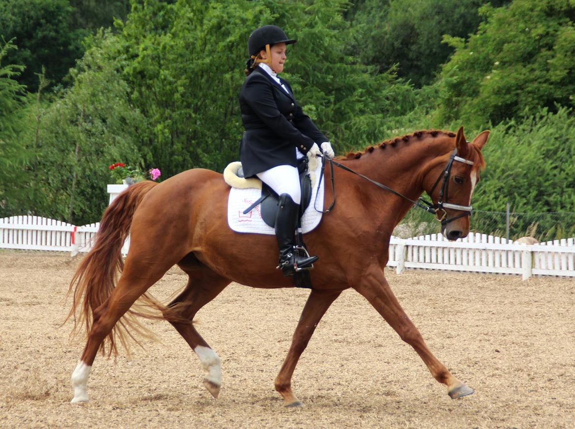 Dansk Varmblod Limone - Odsherred Rideklub, juli 2014 billede 2