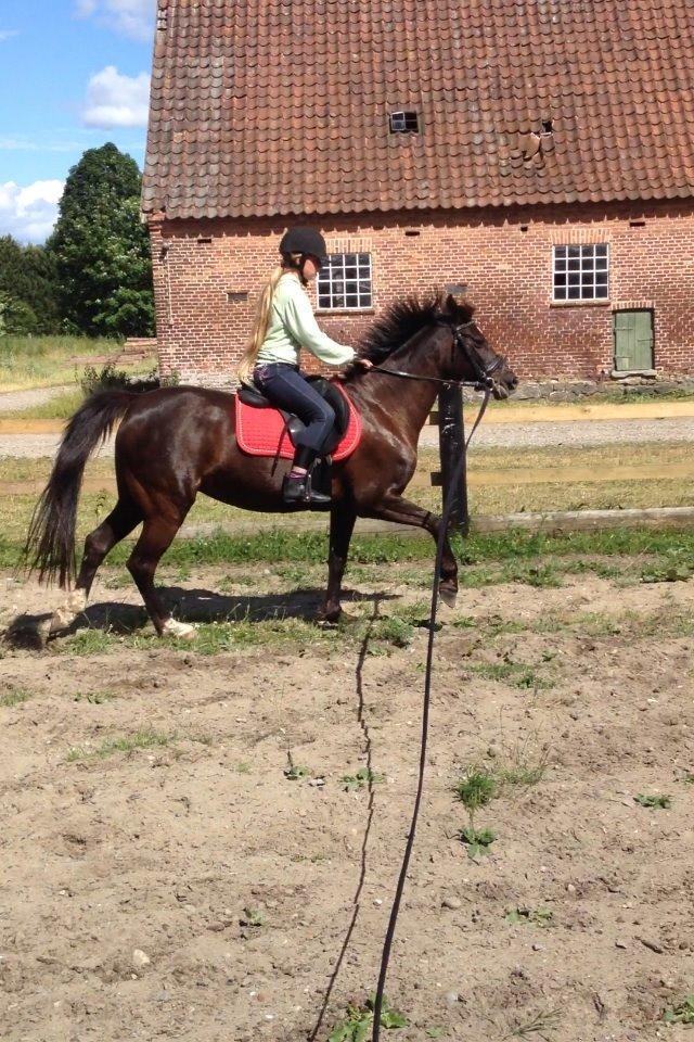 Sportsaraber (A) Lundgaardens Tiger Lili  billede 7