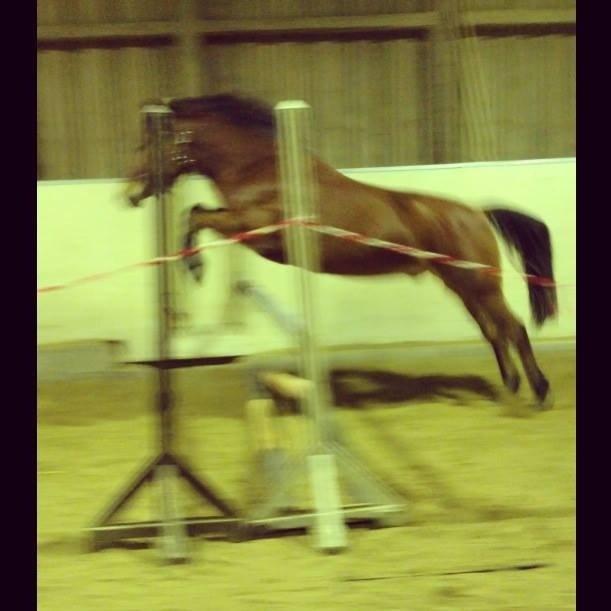 Anden særlig race Werbum billede 2