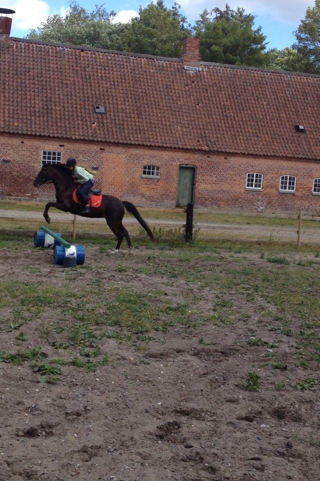 Sportsaraber (A) Lundgaardens Tiger Lili  - Første gang vi sprang derhjemme  billede 4