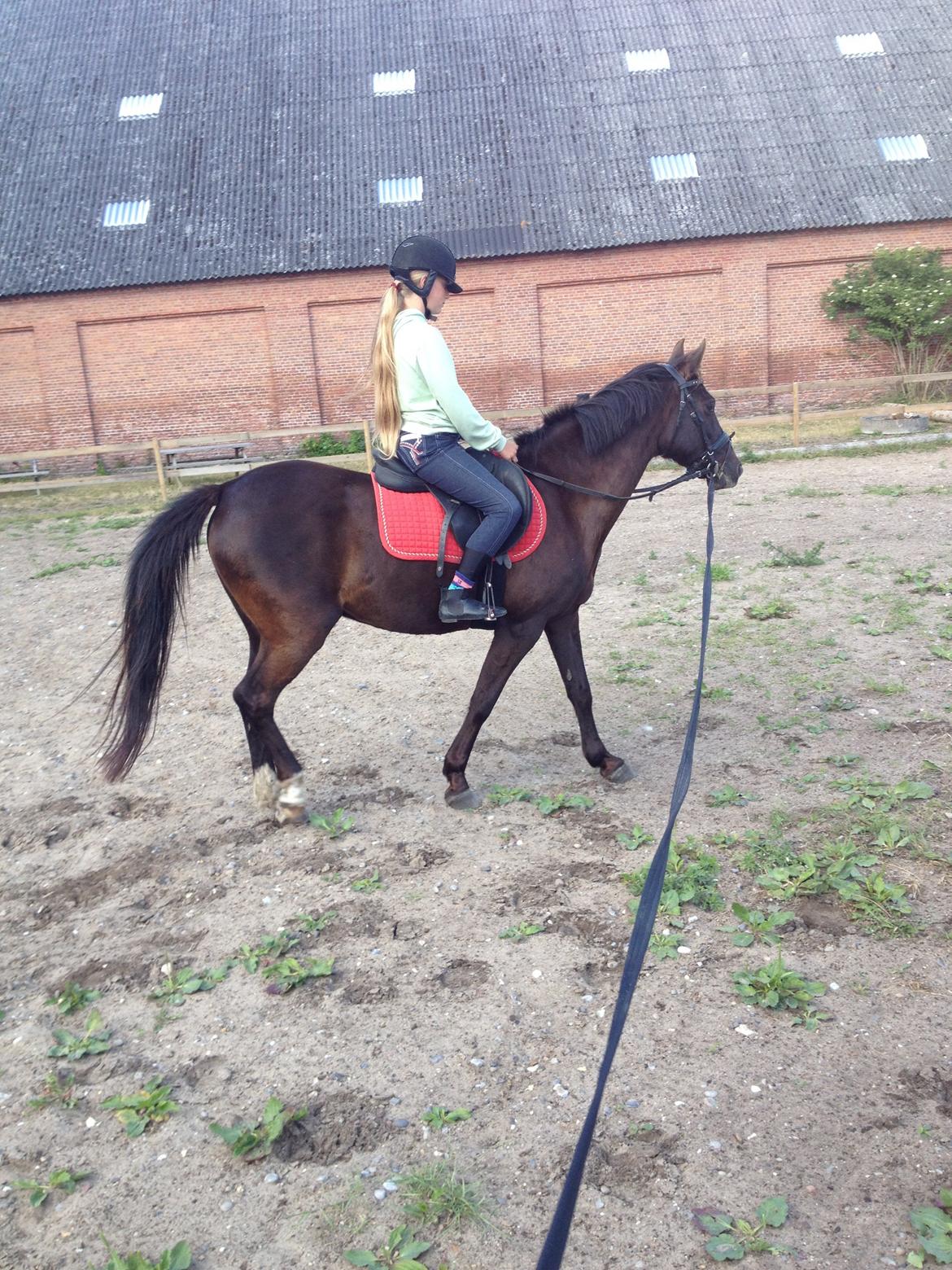 Sportsaraber (A) Lundgaardens Tiger Lili  billede 9