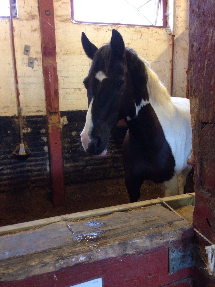 Hollandsk Sportspony Tarzan billede 15