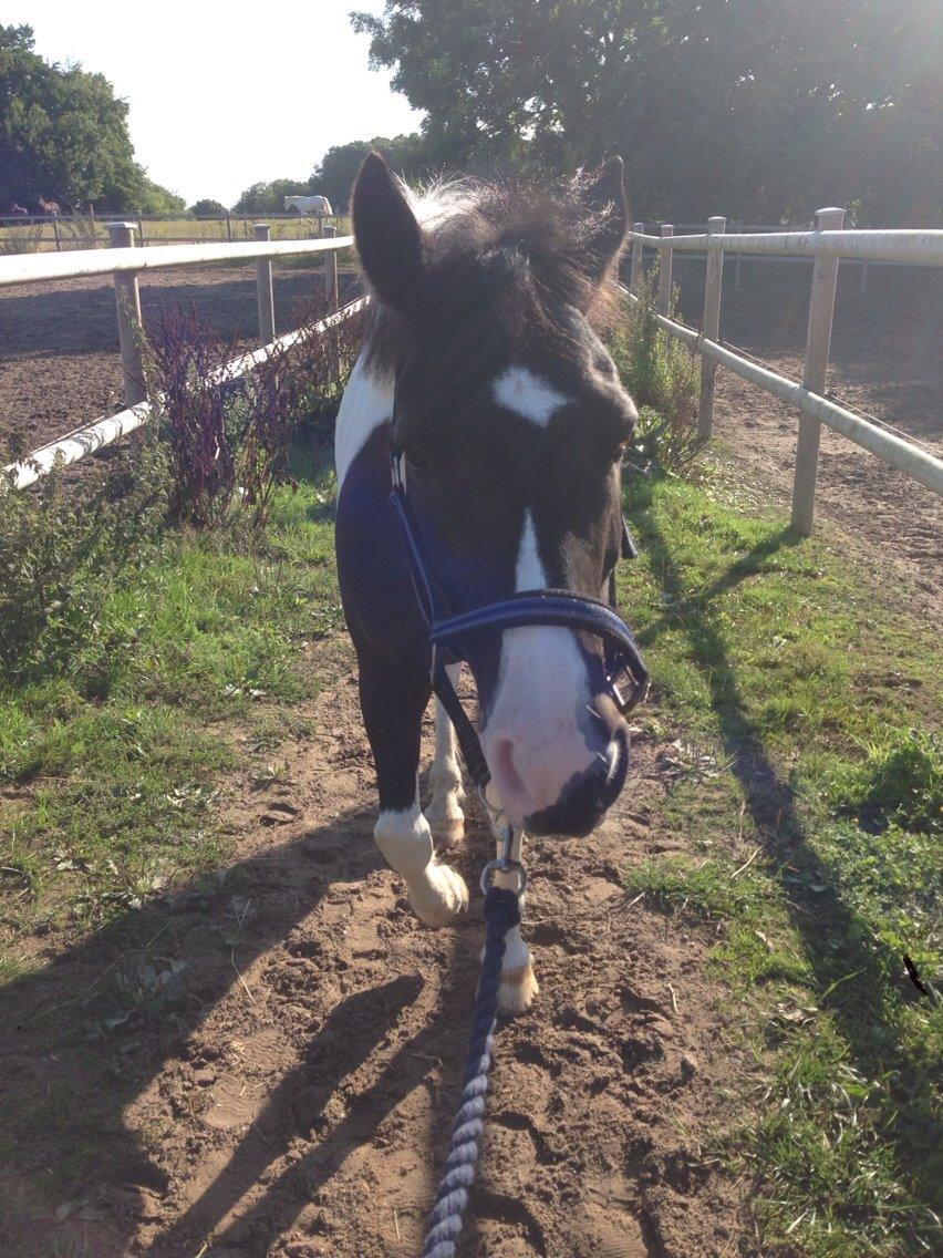 Hollandsk Sportspony Tarzan billede 19