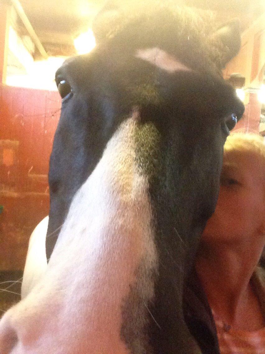 Hollandsk Sportspony Tarzan billede 20