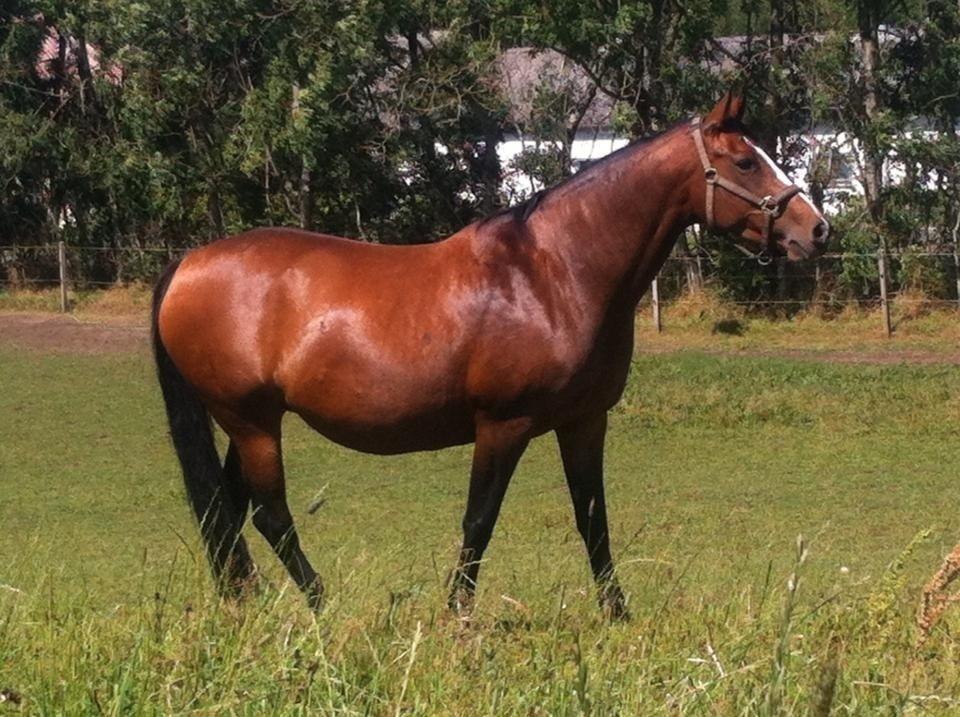 Oldenborg Passadena avenue billede 11