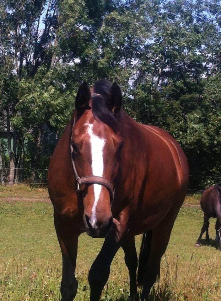 Oldenborg Passadena avenue billede 12