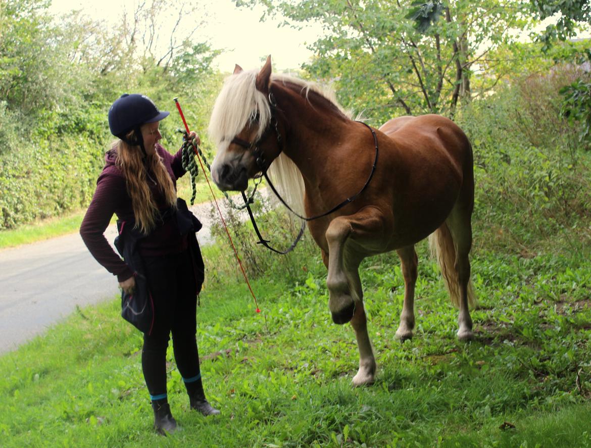 Haflinger Mille;-* billede 17