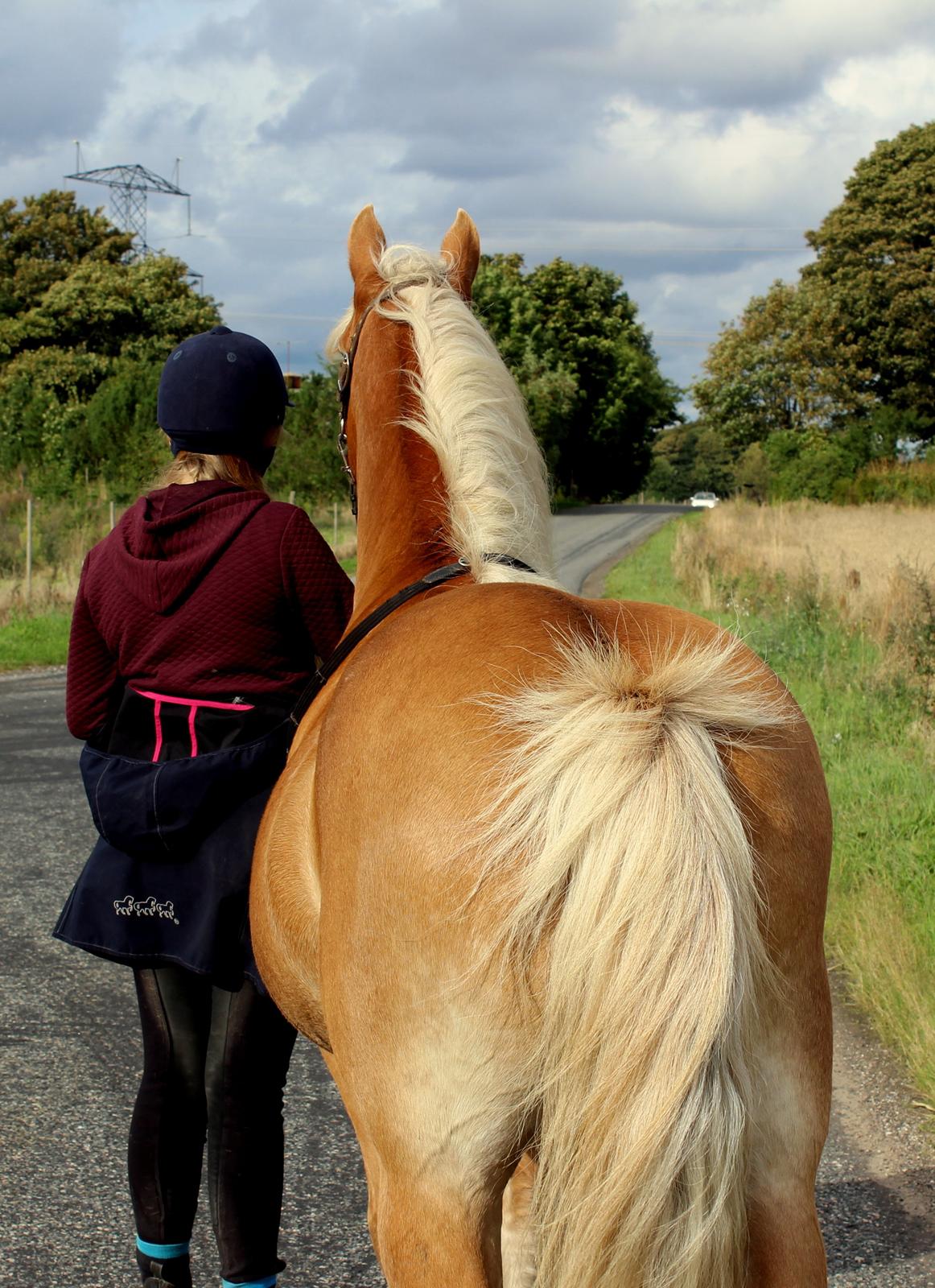 Haflinger Mille;-* billede 9